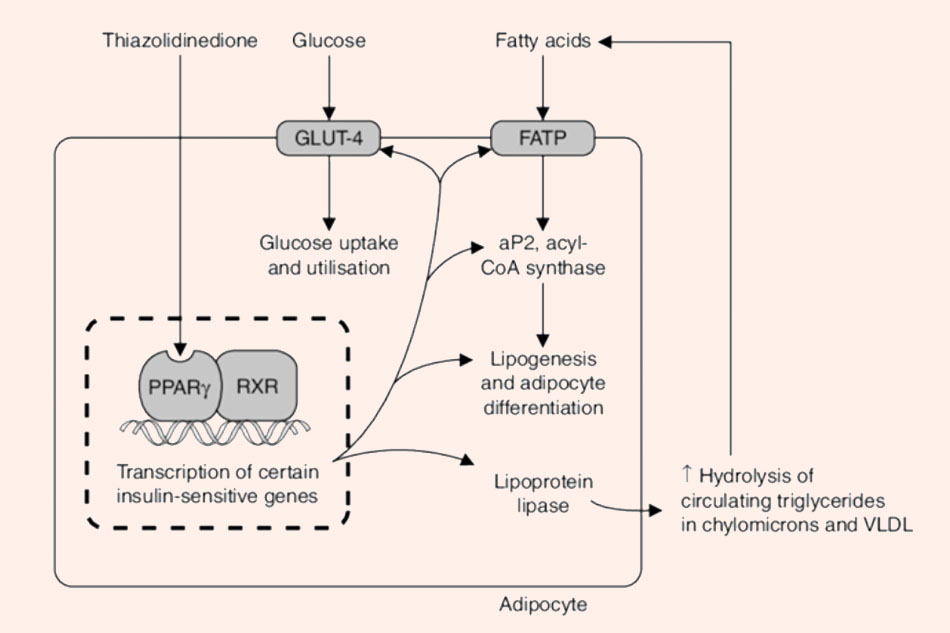 Cơ chế hoạt động của thiazolidinediones