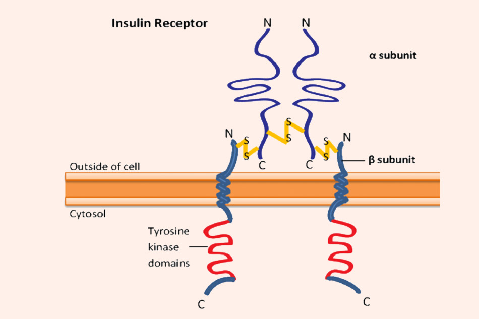 Mô hình thụ thể của insulin