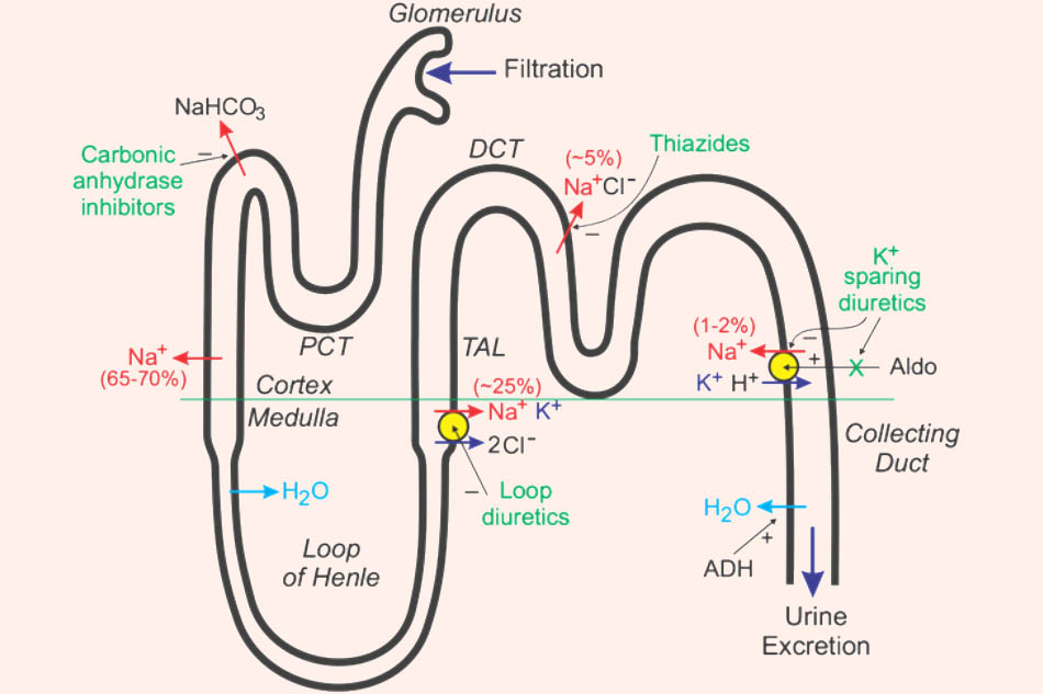 Vị trí tác dụng của các thuốc lợi tiểu