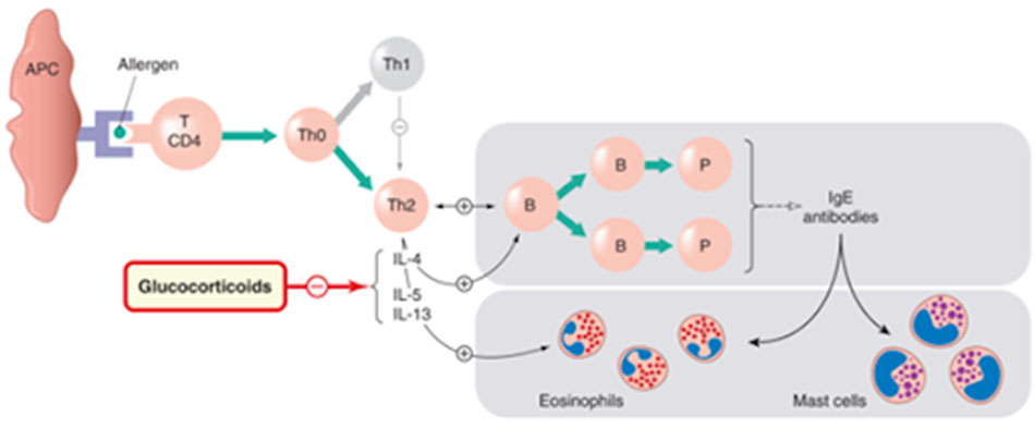 Ảnh. Glucocorticoid ức chế tác dụng của các interleukin (IL)-4, 5 và 13 do tế bào lympho Th2 tiết ra, từ đó làm giảm phản ứng viêm.