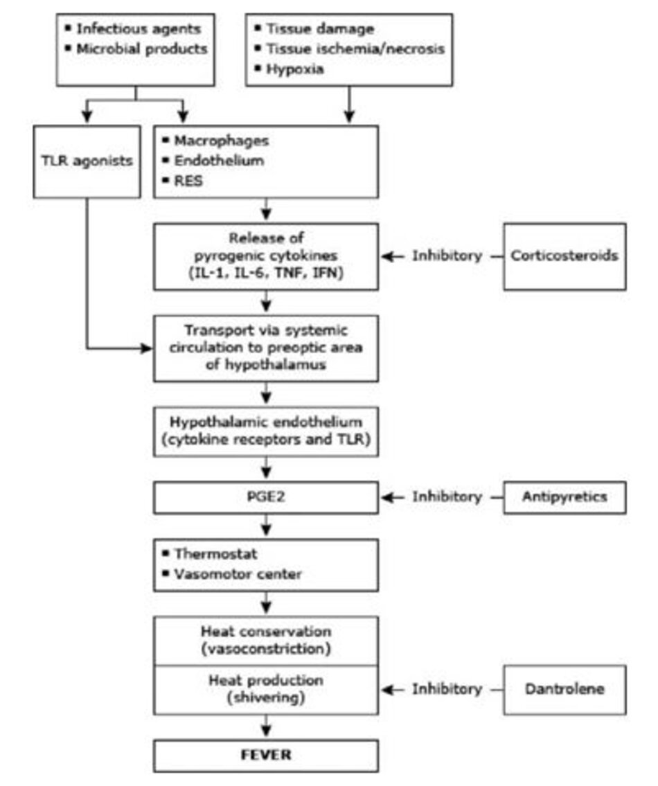 Starting from the top left, infectious agents and/or microbial products, as well as cytokines and other inflammatory processes, induce macrophages, endothelial cells, and the reticuloendothelial system to produce and secrete pyrogenic cytokines into the circulation. These pyrogenic cytokines induce the synthesis of PGE2 in the hypothalamus. In addition, microbial toxins, acting as ligands to the TLRs in the hypothalamus, stimulate the synthesis of PGE2 by the hypothalamus. PGE2 raises the thermostatic set point in the hypothalamus to febrile levels. The vasomotor center sends signals for heat conservation (vasoconstriction) and heat production (shivering). Corticosteroids reduce the peripheral synthesis of pyrogenic cytokines, whereas antipyretics reduce PGE2 levels in the brain. Dantrolene directly inhibits heat production.