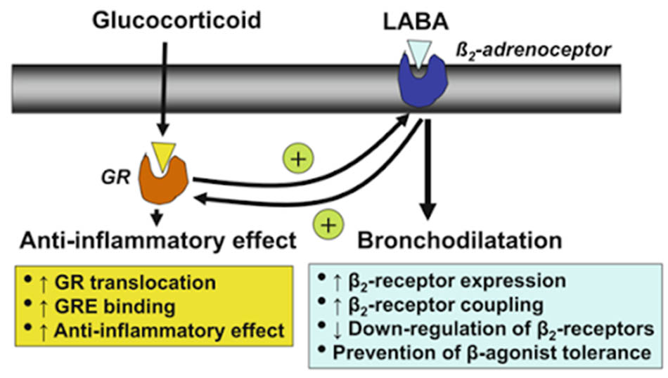 Ảnh. Các thuốc glucocorticoid làm tăng số lượng thụ thể β2 trên bề mặt màng tế bào, còn các thuốc cường β2-adrenergic lại làm tăng cường khả năng gắn của glucocorticoid với thụ thể nội bào của nó.