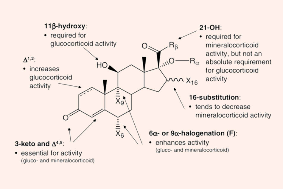 Cấu trúc khung chung của các Corticoid và liên quan cấu trúc – tác dụng (SAR)