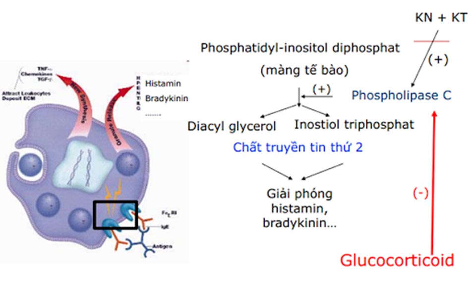 Ảnh. Cơ chế chống dị ứng của corticoid.