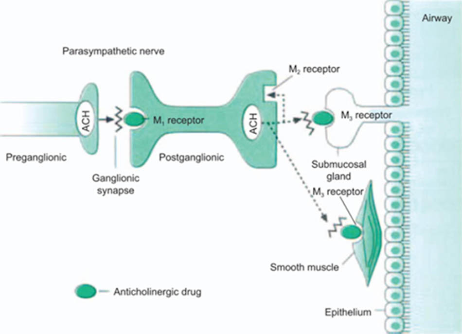 Ảnh. Cơ chế tác dụng của các thuốc kháng cholinergic trong COPD.