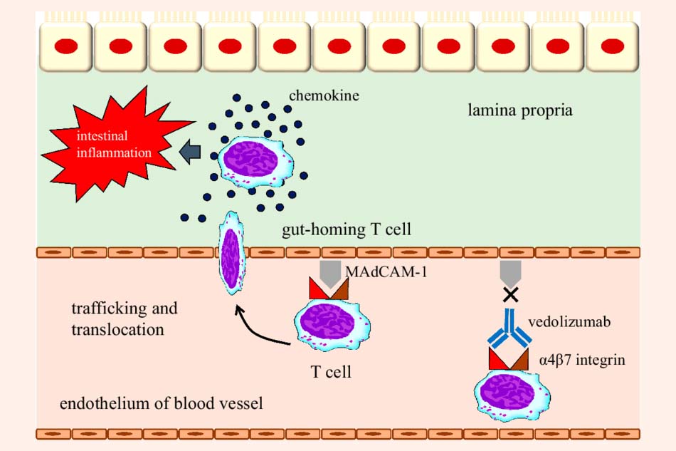 Cơ chế tác dụng của Vedolizumab