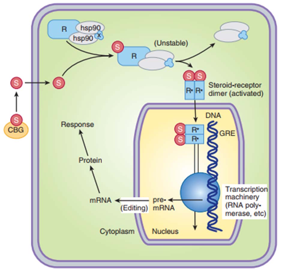 Ảnh. Cơ chế tác động thông qua hệ gen (genomic) của corticoid.