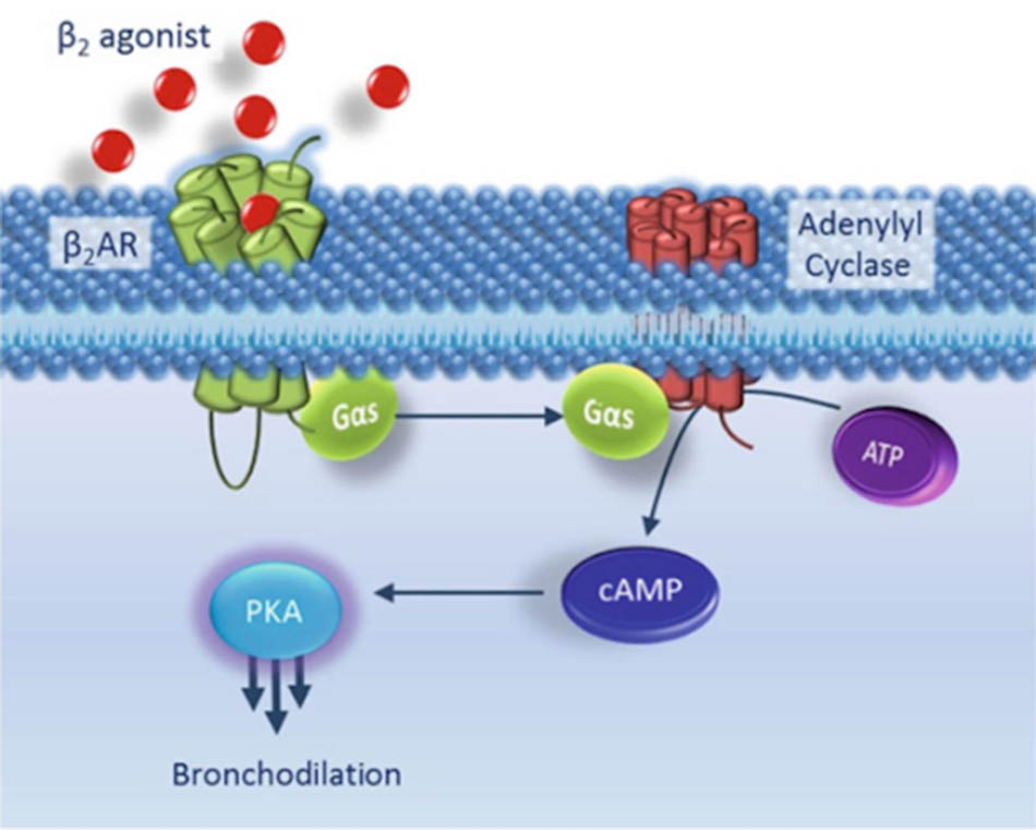 Ảnh. Cơ chế tác dụng của thuốc cường β2-adrenergic trong COPD.