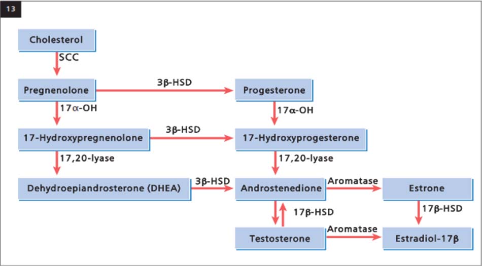 13 Con đường steroid. SCC: phân tách chuỗi bên; 3β-HSD: 3β hydroxapseoid dehydrogenase; 17α-OH: 17α hydroylase; 17β-HSD: 17β-hydroxapseoid dehydrogenase