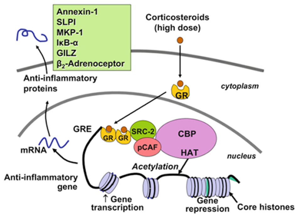 Ảnh. Ở liều cao, glucocorticoid kích thích biểu hiện các gen chống viêm.