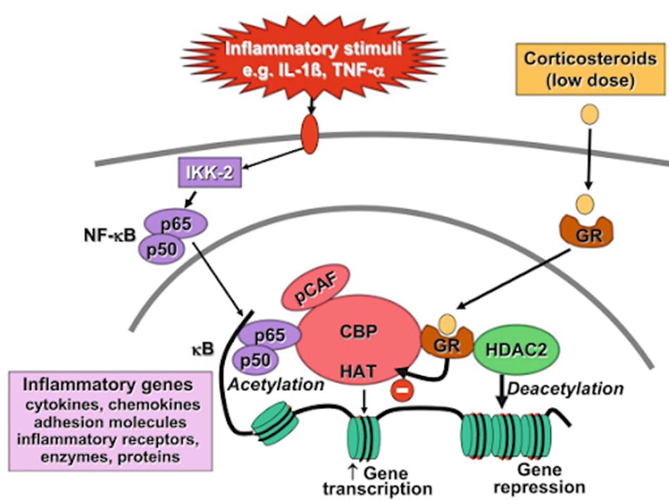 Ảnh. Ở liều thấp, glucocorticoid ức chế biểu hiện của các gen gây viêm.