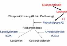 Ảnh. Một cơ chế chống viêm của các corticoid thông qua ức chế hình thành các prostaglandin gây viêm.