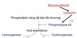 Ảnh. Một cơ chế chống viêm của các corticoid thông qua ức chế hình thành các prostaglandin gây viêm.