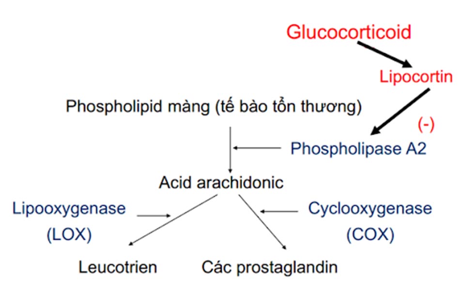 Ảnh. Một cơ chế chống viêm của các corticoid thông qua ức chế hình thành các prostaglandin gây viêm.