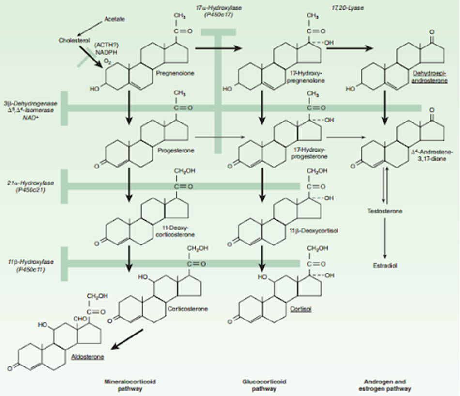 Ảnh. Con đường sinh tổng hợp các hormon steroid vỏ thượng thận.