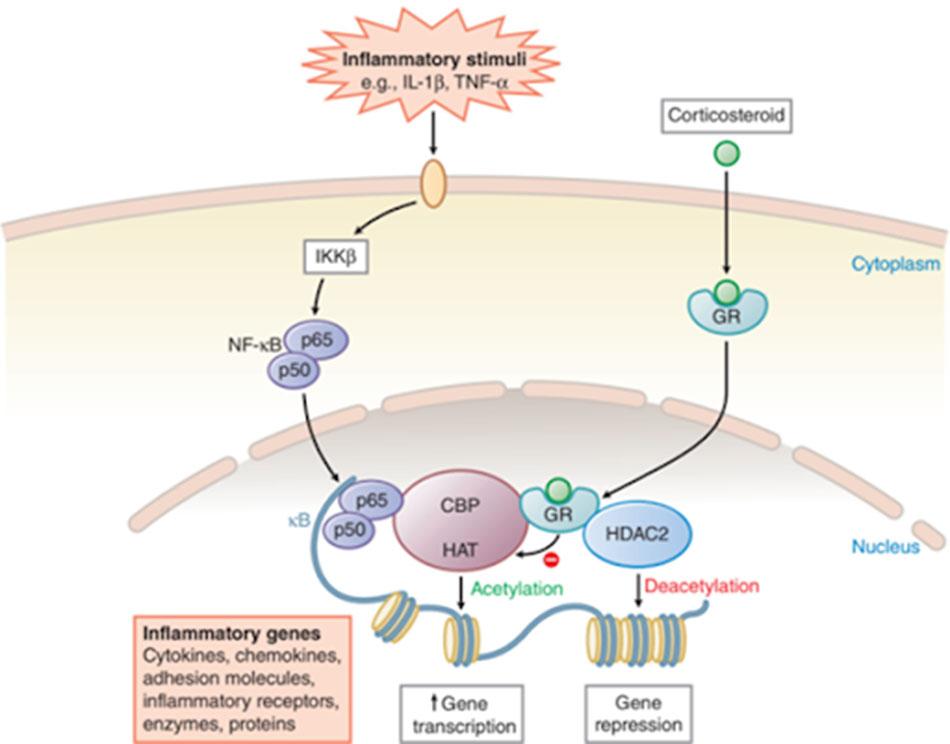 Ảnh. Tác dụng chống viêm của glucocorticoid thông qua điều hòa biểu hiện gen.