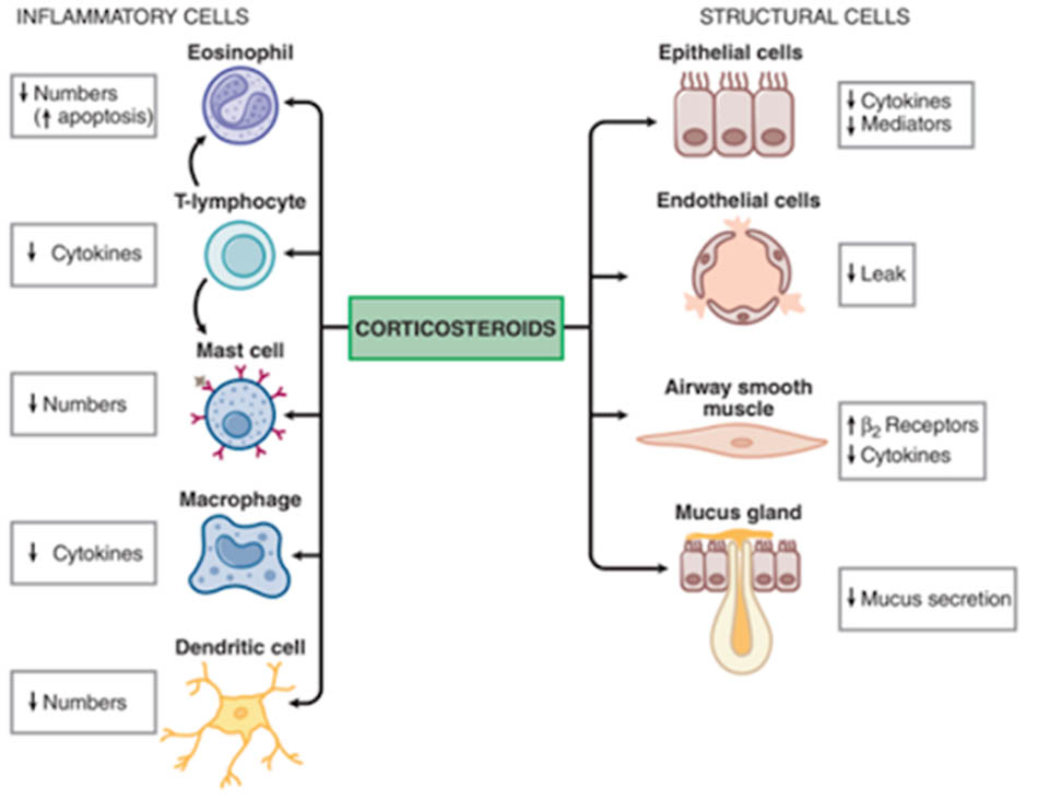 Ảnh. Tác dụng của glucocorticoid trên các loại tế bào khác nhau trong điều trị COPD.