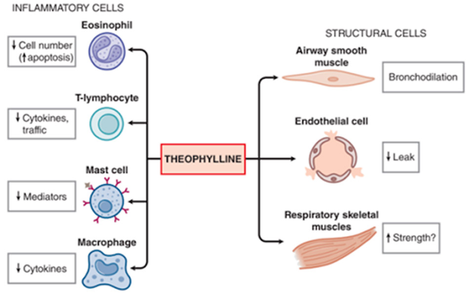Ảnh. Tác dụng của Theophylline trên nhiều loại tế bào khác nhau. Không chỉ giúp giãn cơ trơn phế quản, thuốc còn có tác dụng điều biến miễn dịch, làm giảm phản ứng viêm, điều này cực kỳ có lợi cho bệnh nhân COPD.