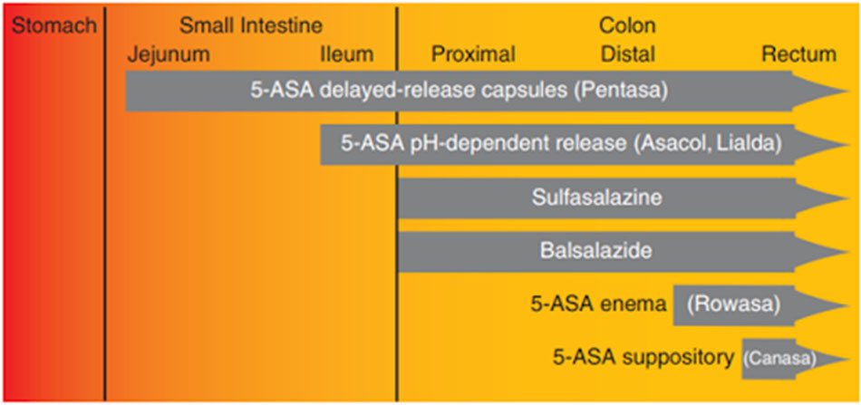 Ảnh: Vị trí trong đường tiêu hóa mà 5-ASA được giải phóng từ các công thức bào chế khác nhau.
