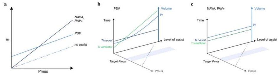 Hình 2 aminh họa sơ đồvềmối quan hệgiữa nỗlực của bệnh nhân (áp lực cơhô hấp, Pmus) và thểtích khí lưu thông (VT) trong nhịp thở tự phát không có trợ giúp (đường đứt nét), trong quá trình thông khí hỗ trợ áp lực (PSV) và đối với các chế độ tỷ lệ như thông khí hỗ trợ tỷ lệ - hệ số khuếch đại điều chỉnh với tải (PAV+) và hỗ trợ thông khí điều chỉnh thần kinh (NAVA). b Tương tác giữa bệnh nhân với máy thở trong thời gian PSV. Tăng mức hỗ trợ áp lực làm tăng VT (đường màu xanh) và thời gian thở máy (Ti, đường màu xanh lá cây), trong khi nỗ lực của bệnh nhân (Pmus, đường chấm màu xám) được điều chỉnh giảm. Ngoài ra, Ti thần kinh (đường màu xanh lam đậm) vẫn không thay đổi với mức độ hỗ trợ ngày càng tăng, dẫn đến chu kỳ muộn. cTương tác giữa bệnh nhân với máy thởtrong thời gian NAVA và PAV+. Hỗtrợmáy thở được cung cấp tỷlệ thuận với nhu cầu của bệnh nhân trong toàn bộ chu kỳ thở máy (Ti thần kinh = Ti máy thở, lưu ý rằng các đường gạch ngang màu xanh lá cây và xanh lam đậm trùng nhau). Tăng mức hỗ trợ hít vào (mức NAVA hoặc mức tăng PAV+) điều chỉnh giảm Pmus (đường chấm màu xám). Vì não của bệnh nhân chủ yếu kiểm soát VT mong muốn, nên việc thay đổi mức hỗ trợ thường chỉ có tác động tối thiểu lên V T, như được thể hiện bằng đường màu xanh lam ngang trên Thể tích so với mức của đường cong hỗ trợ.