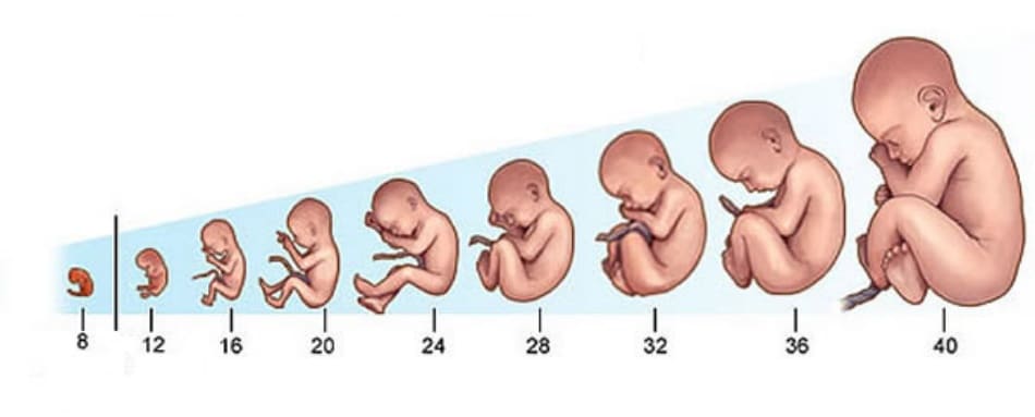 Hình ảnh minh họa thai già tháng