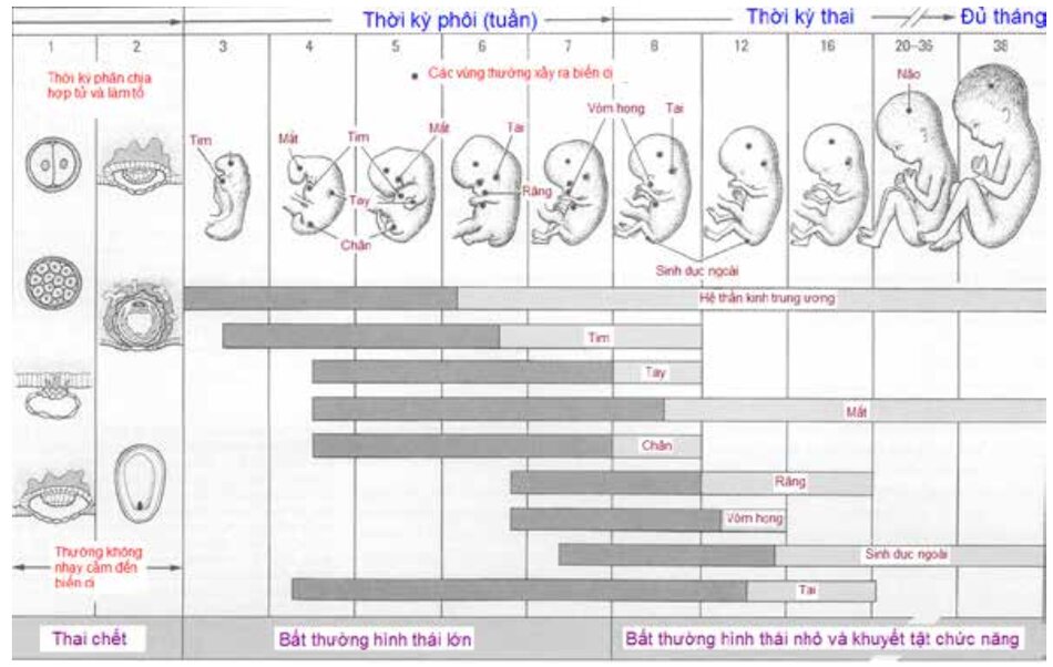 Bảng quản lí thời kì thai