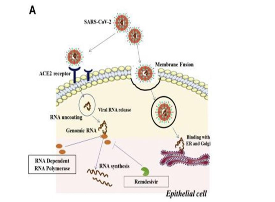 (hình từ Abinit Saha, et al., Probable Molecular Mechanism of Remdesivir for the Treatment of COVID-19: Need to Know More, Archives of Medical Research, Volume 51, Issue 6, 2020, Pages 585-586)