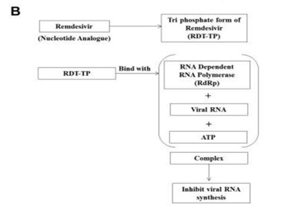 (hình từ Abinit Saha, et al., Probable Molecular Mechanism of Remdesivir for the Treatment of COVID-19: Need to Know More, Archives of Medical Research, Volume 51, Issue 6, 2020, Pages 585-586)