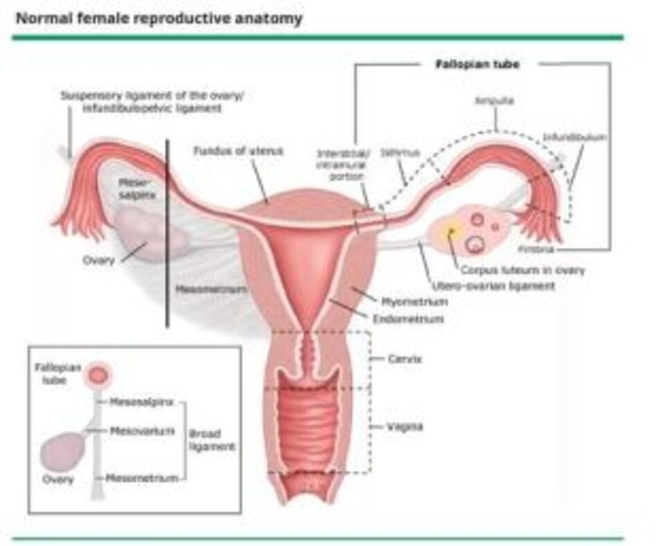 Normal female reproductive anatomy 