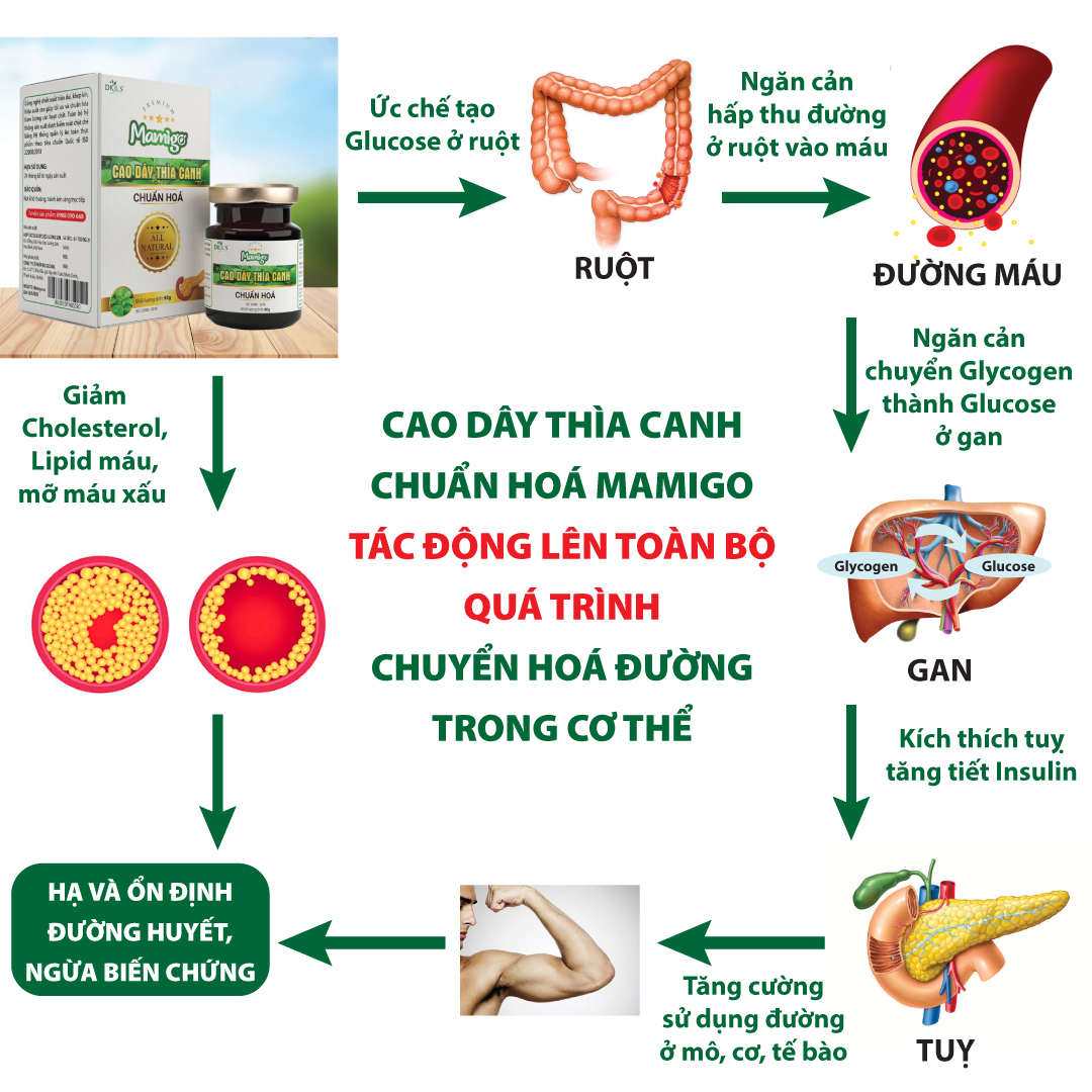 Cao Dây thìa canh chuẩn hoá Mamigo có cơ chế ưu việt với bệnh tiểu đường