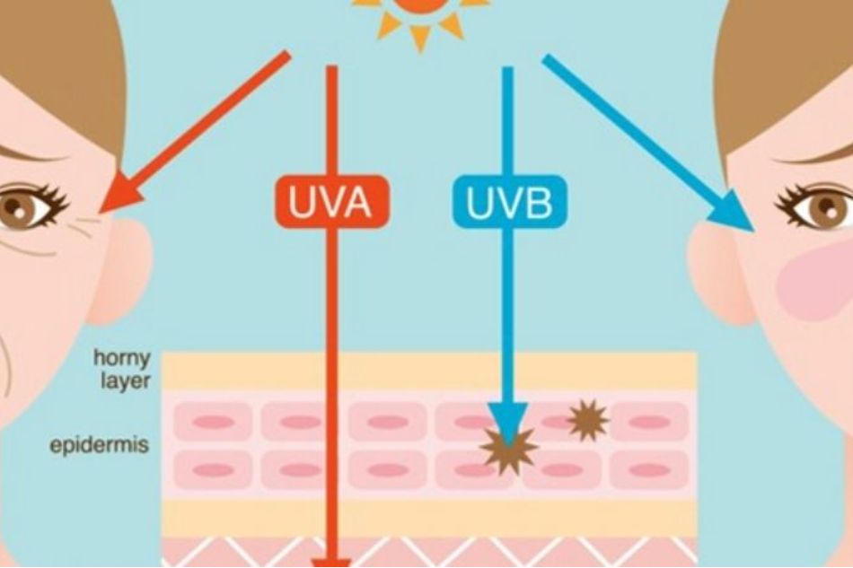 ALA cung cấp chất chống oxy hóa vào da, cải thiện tổn thương do tác hại tia UV