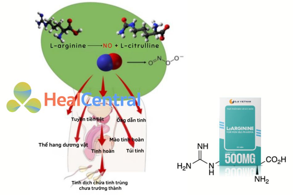 Cơ chế tác động của L-Arginine đến sinh sản nam giới