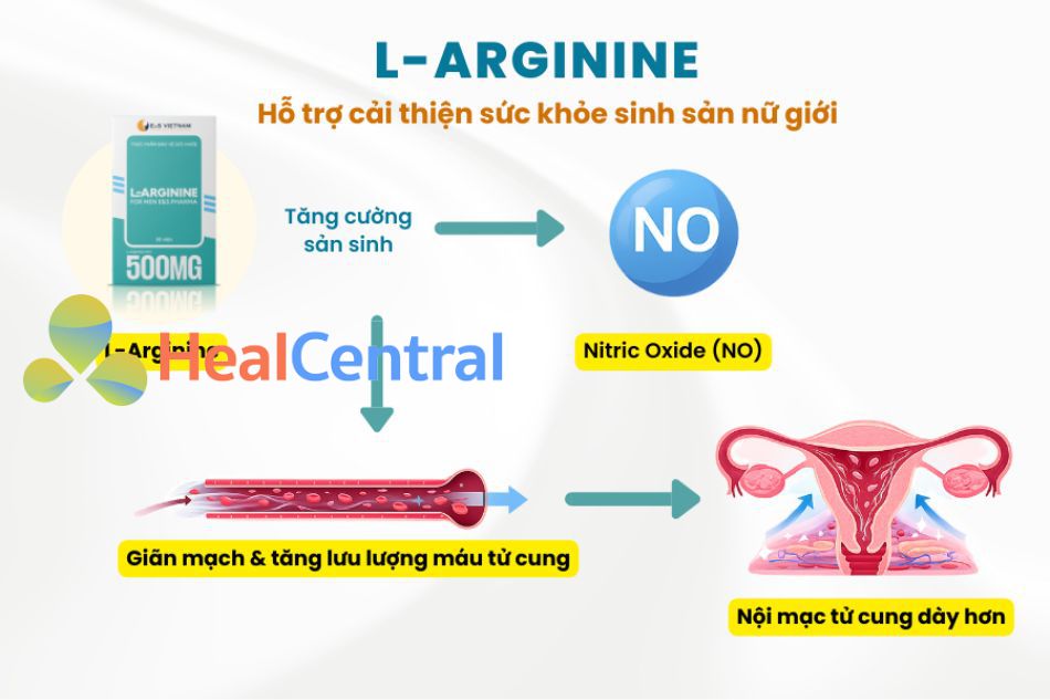 L-Arginine tác động làm tăng lưu lượng máu đến tử cung giúp làm dày nội mạc