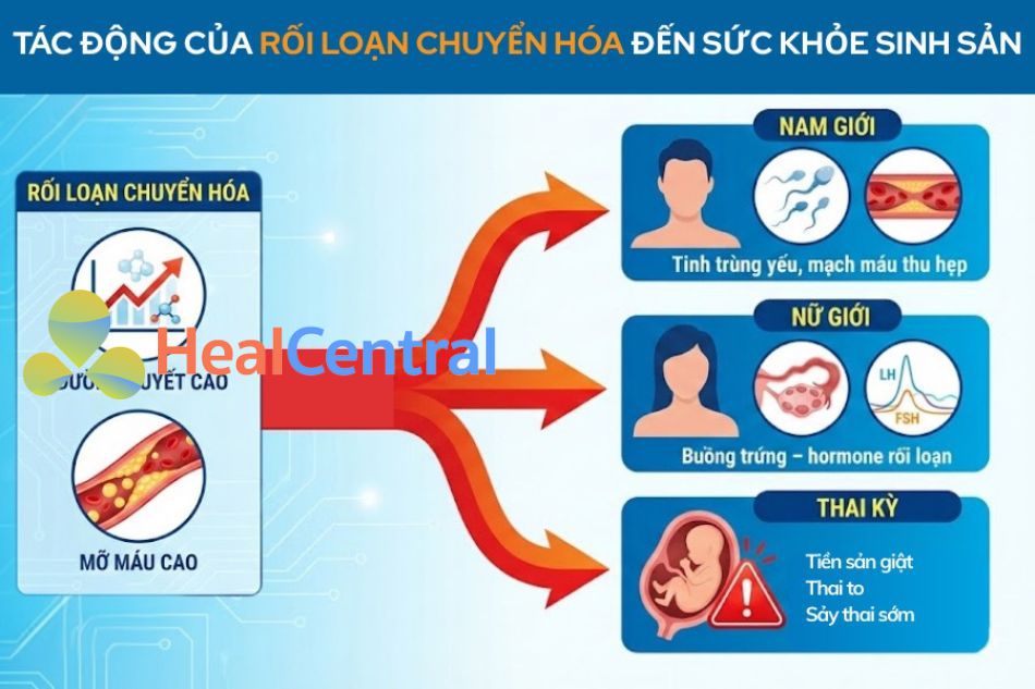 Rối loạn chuyển hóa mỡ máu, tiểu đường đến sức khỏe sinh sản ở cả nam và nữ giới