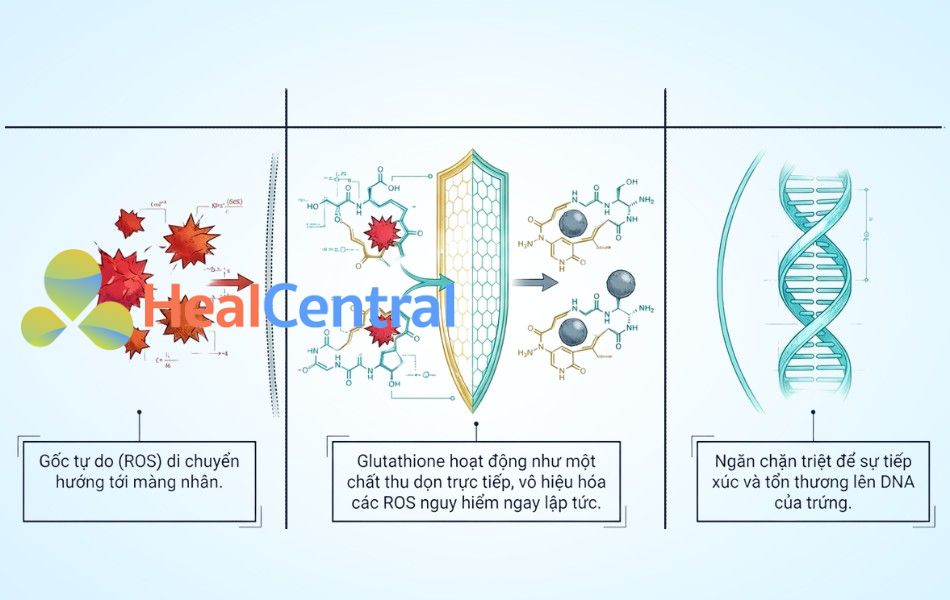 Glutathione hỗ trợ trung hòa gốc tự do và bảo vệ DNA của noãn bào