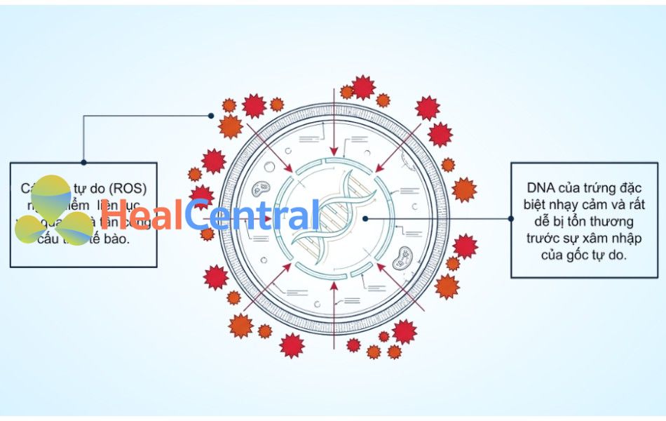 Gốc tự do gây ảnh hưởng đến cấu trúc tế bào và sự lão hoá của trứng