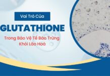 Vai trò của Glutathione trong bảo vệ trứng khỏi lão hóa
