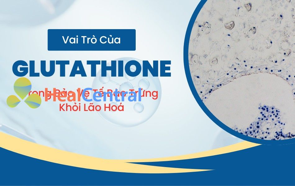 Vai trò của Glutathione trong bảo vệ trứng khỏi lão hóa