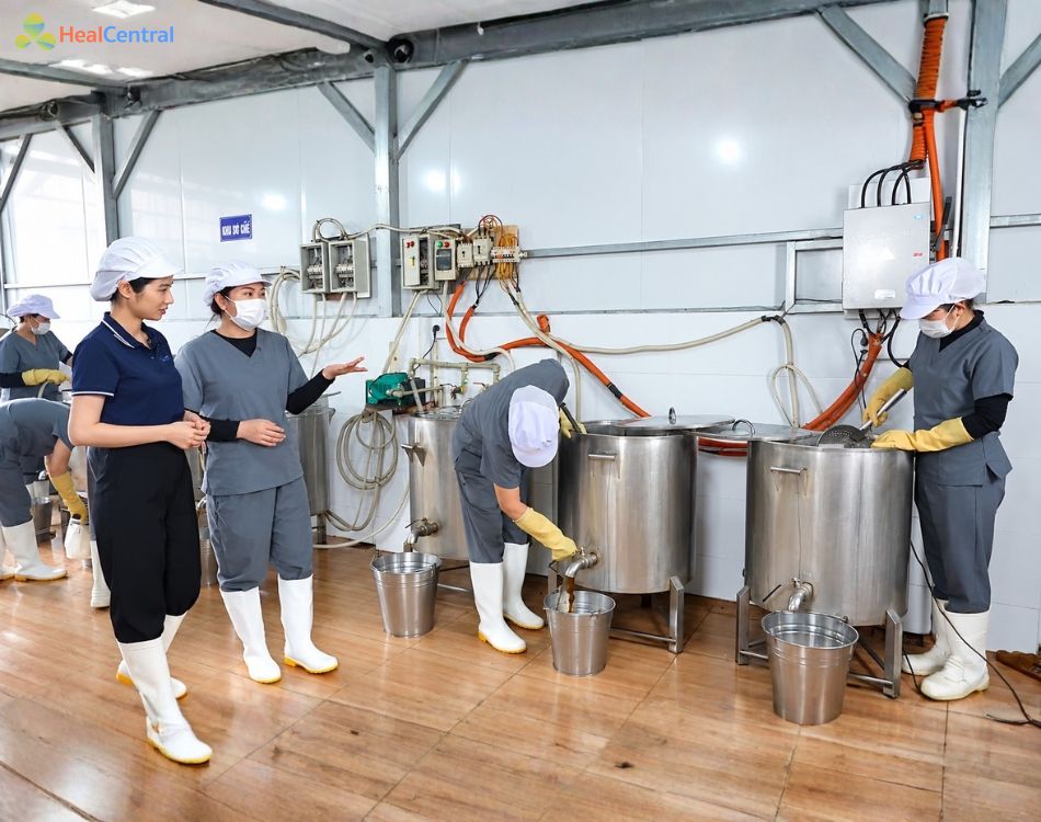 Cao Vị Nhân được nấu trong 6 - 7 ngày đêm.